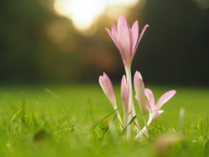 Vaaleanpunainen kukka kasvaa nurmikolla.